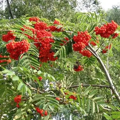 Рябина САХАРНАЯ ПЕТРОВА сладкоплодная в Полоцке