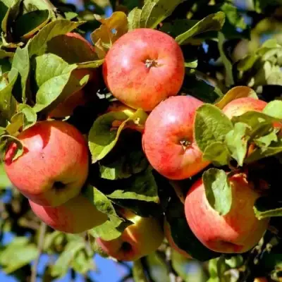 Яблоня ЯБЛОЧНЫЙ СПАС в Полоцке