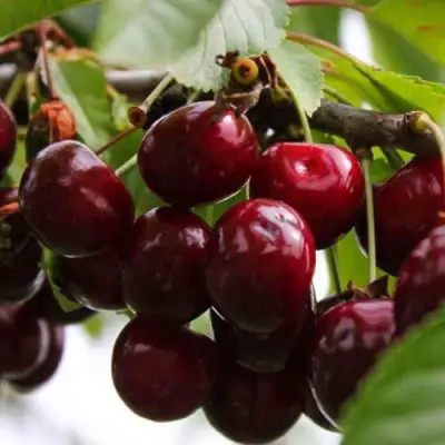 Вишня НОВОДВОРСКАЯ в Полоцке