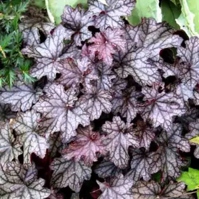 Гейхера ШУГА ФРОСТИНГ в Полоцке