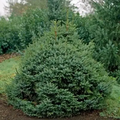 Ель НАНА сербская в Полоцке