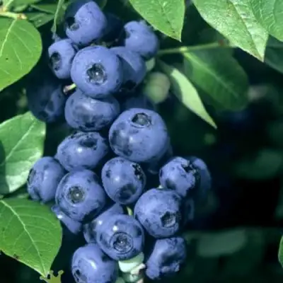 Голубика НОРТ КАНТРИ в Полоцке