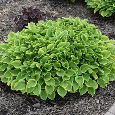 Хоста ГОЛДЕН ТИАРА в Полоцке