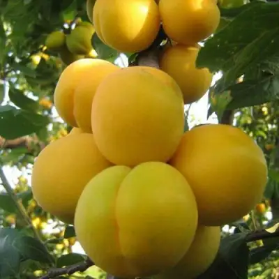 Слива ЛОДВА в Полоцке