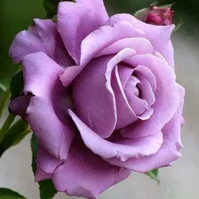 Роза МАЙЗЕР чайно-гибридная в Полоцке