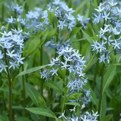 Амсония иволистная в Полоцке