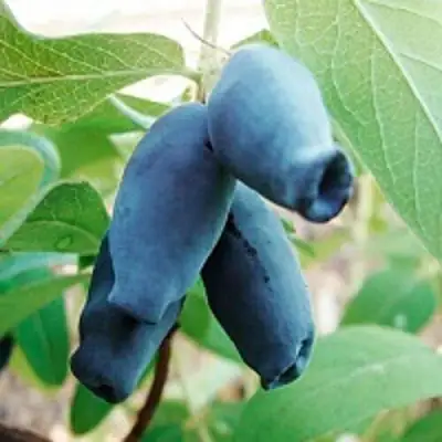 Жимолость съедобная АМФОРА в Полоцке