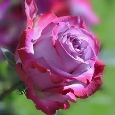 Роза ДИП ВОТЕР чайно-гибридная в Полоцке