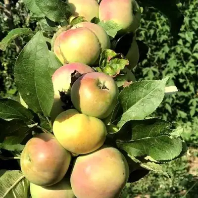 Яблоня ПРИОКСКОЕ колонновидная в Полоцке