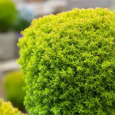 Туя АННИЕК западная в Полоцке