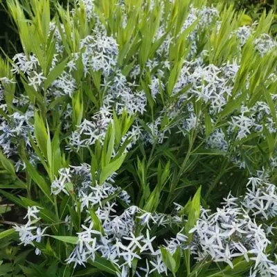 Амсония иволистная в Полоцке