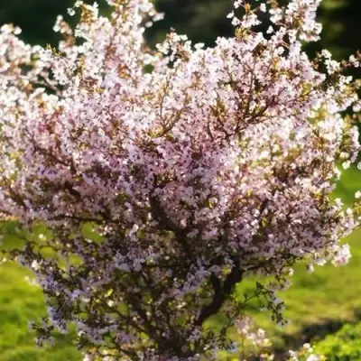 Сакура КОЙО НО МАЙ в Полоцке