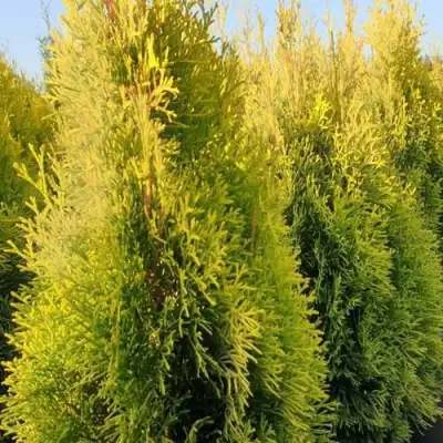 Туя ГОЛДЕН СМАРАГД западная в Полоцке