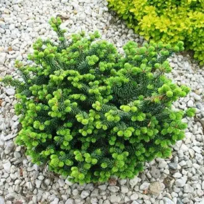 Пихта НАНА бальзамическая в Полоцке