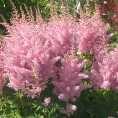 Астильба ЭДЕНС ОДИССЕЙ Арендса в Полоцке