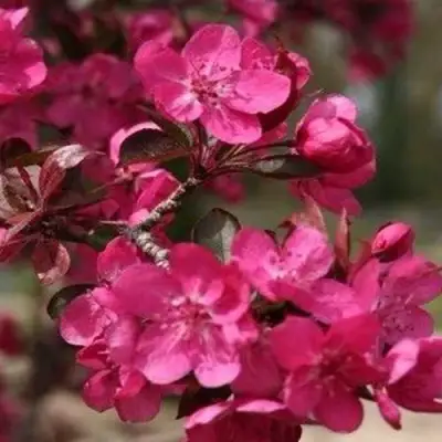 Яблоня РЕД КЕТТИ в Полоцке