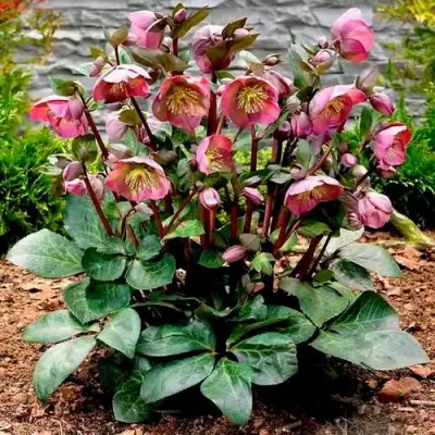 Морозник ВОСТОЧНЫЙ в Полоцке