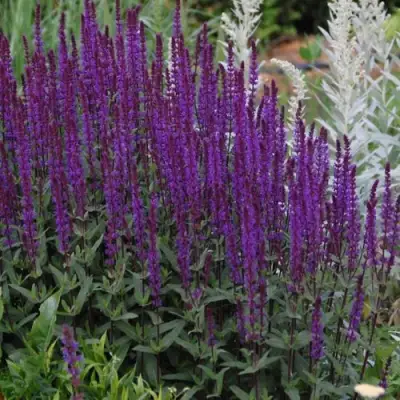 Шалфей КАРАДОНА в Полоцке