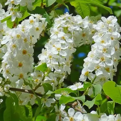 Черемуха ЧАЙКА в Полоцке