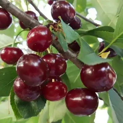 Дюк СЛАВЯНКА в Полоцке