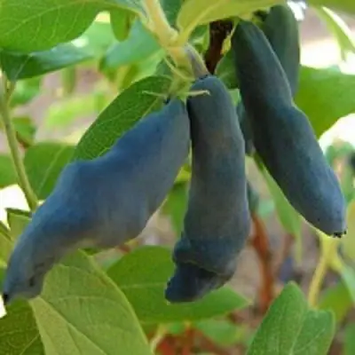 Жимолость съедобная НИМФА (ГАММА) в Полоцке