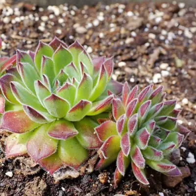 Молодило РУССКОЕ в Полоцке