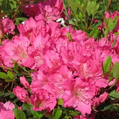 Азалия КИРСТИН японская в Полоцке