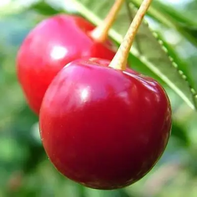 Вишня ЗАРАНКА в Полоцке