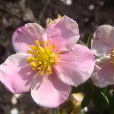 Лапчатка ПИНК КВИН кустарниковая в Полоцке