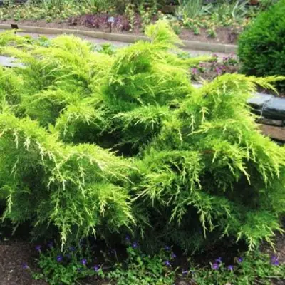 Можжевельник ГОЛД КОСТ средний в Полоцке