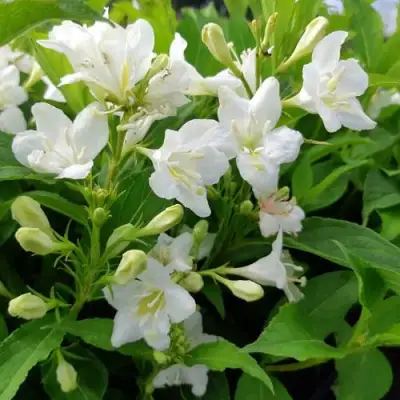 Вейгела БРИСТОЛЬСКАЯ СНЕЖИНКА в Полоцке