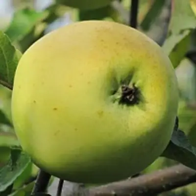 Яблоня РОССИЯНКА в Полоцке