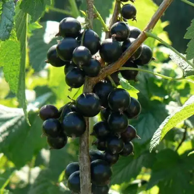 Смородина черная ВОЛОГДА в Полоцке