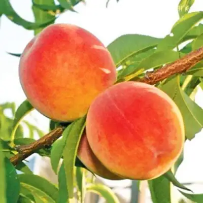 Персик ОНТАРИО в Полоцке