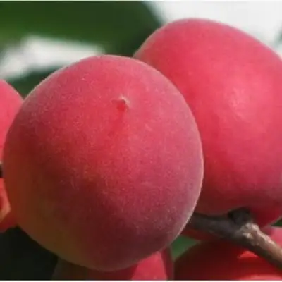 Абрикос РУБИН в Полоцке