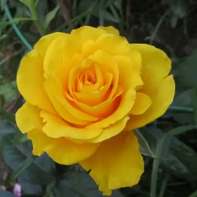 Роза КЕРИО чайно-гибридная в Полоцке