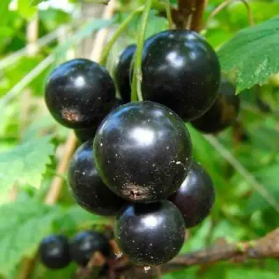 Смородина чёрная ЛЕНТЯЙ в Полоцке