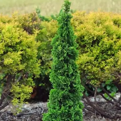 Туя СПИРАЛИС МИНИ западная в Полоцке