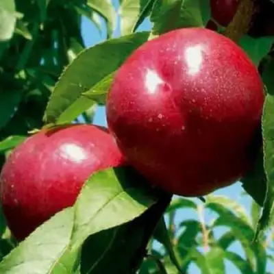 Нектарин МЕДВЕДЕВСКИЙ в Полоцке