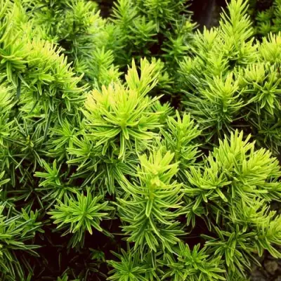 Тис ДАВИД ягодный в Полоцке