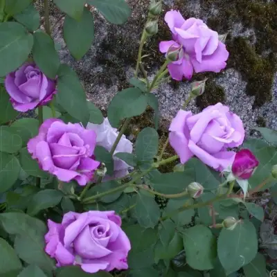 Роза СИЛЬВЕР СТАР чайно-гибридная в Полоцке