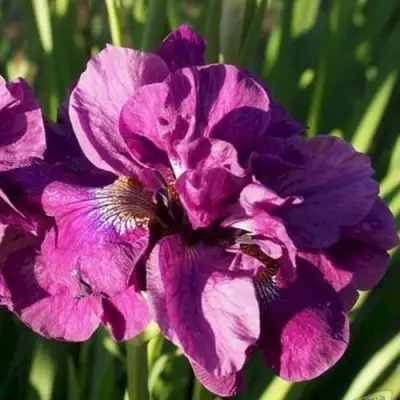 Ирис БАНДЛ ОВ ДЖОЙ сибирский в Полоцке