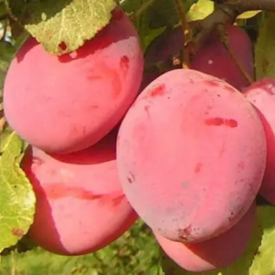 Слива ФАВОРИТЕ ДЕ СУЛТАНО в Полоцке