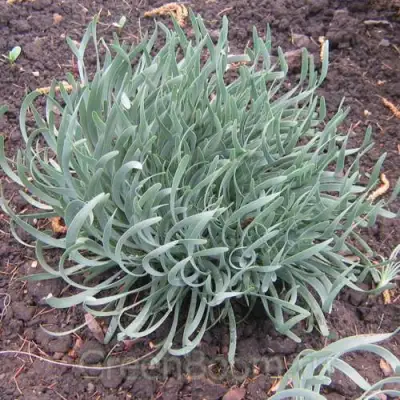 Лук СПИРАЛИС горный в Полоцке