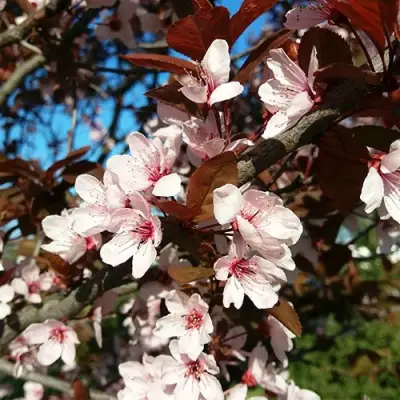Слива ВУДИ растопыренная в Полоцке