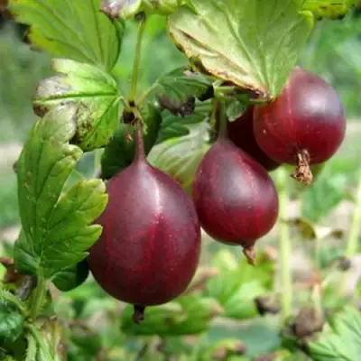 Крыжовник СЕРЕНАДА в Полоцке