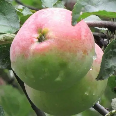 Яблоня МОСКОВСКОЕ ЗИМНЕЕ в Полоцке