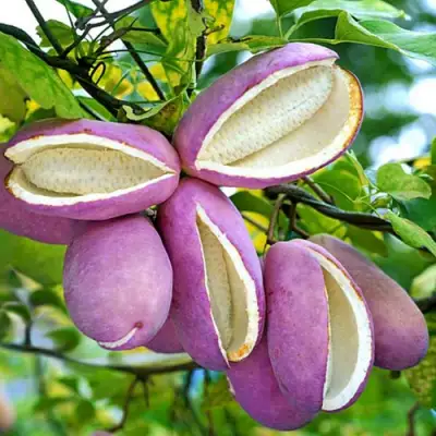 Акебия ПЯТЁРНАЯ  в Полоцке