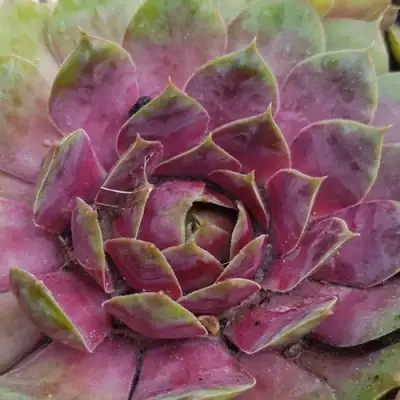 Молодило УФО в Полоцке