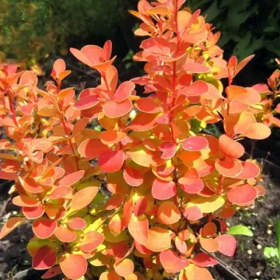 Барбарис ОРАНЖ ФАЙЕР тунберга в Полоцке